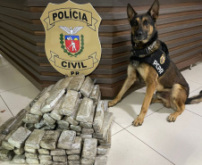Ações com cães policiais da PCPR apreenderam 10,3 toneladas de drogas em 2022