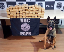 Ações com cães policiais da PCPR apreenderam 10,3 toneladas de drogas em 2022