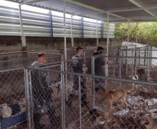 PCPR deflagra operação para resgatar 300 cães em situação de maus-tratos em Curitiba