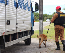 Cães da Polícia Rodoviária Estadual ajudam a garantir Carnaval mais seguro no Litoral