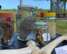 Mais de mil pessoas visitaram mostras itinerantes do Museu de Ciências Forenses no Litoral