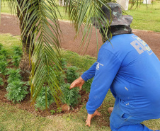 Pessoas privadas de liberdade participam de preparação do 35° Show Rural de Cascavel