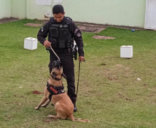 Projeto educativo sobre animais em CMEIs de Maringá tem apoio de cães da Polícia Penal