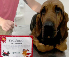  Ação do Corpo de Bombeiros incentiva doação de sangue canino para salvar vidas