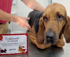  Ação do Corpo de Bombeiros incentiva doação de sangue canino para salvar vidas