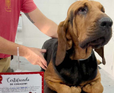  Ação do Corpo de Bombeiros incentiva doação de sangue canino para salvar vidas