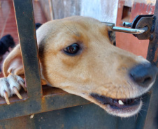 Polícia Penal doa camas e roupas pet feitas por detentos a abrigo de animais em Cascavel