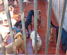 Polícia Penal doa camas e roupas pet feitas por detentos a abrigo de animais em Cascavel
