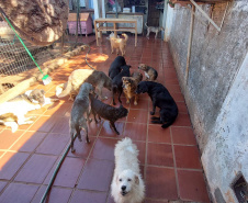 Polícia Penal doa camas e roupas pet feitas por detentos a abrigo de animais em Cascavel