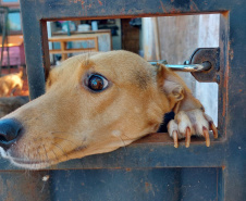 Polícia Penal doa camas e roupas pet feitas por detentos a abrigo de animais em Cascavel