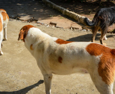  Cães de rua do Complexo Penitenciário de Piraquara são atendidos e vão à feira de adoção