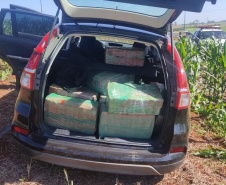 Apreensão de maconha aumenta 64% no Paraná nos primeiros cinco meses de 2023