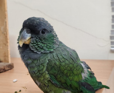  PCPR e PMPR prendem homem por tráfico de animais silvestres e outros dois por posse ilegal de arma de fogo  