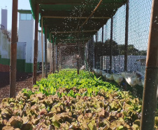  Projeto Semear, da Polícia Penal, fornece produtos orgânicos a escola de Foz do Iguaçu