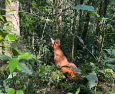 Batalhão da Policia Militar é visistado por Lobo-Guará no Paraná 