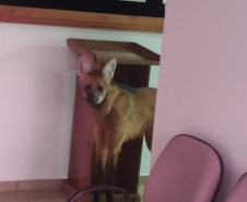 Batalhão da Policia Militar é visistado por Lobo-Guará no Paraná 
