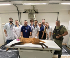 Batalhão da Policia Militar é visistado por Lobo-Guará no Paraná 