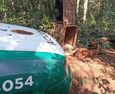 Batalhão da Policia Militar é visistado por Lobo-Guará no Paraná 