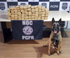 Batalhão de Polícia Rodoviária apreende 550 kg de maconha e recupera veículo roubado em Chopinzinho no Paraná