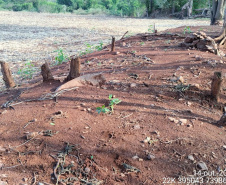 PM flagra crimes ambientais em Altamira do Paraná e Maringá