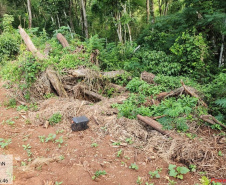 PM flagra crimes ambientais em Altamira do Paraná e Maringá