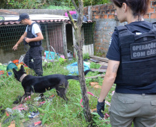 Batalhão de Polícia Rodoviária apreende 550 kg de maconha e recupera veículo roubado em Chopinzinho no Paraná