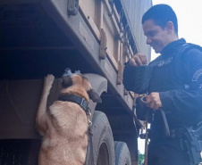 Vinte cães policiais reforçam operações da Polícia Penal do Paraná