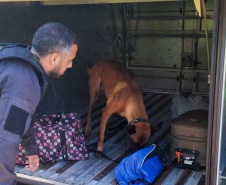 Vinte cães policiais reforçam operações da Polícia Penal do Paraná