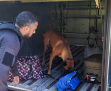 Vinte cães policiais reforçam operações da Polícia Penal do Paraná