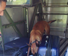 Vinte cães policiais reforçam operações da Polícia Penal do Paraná