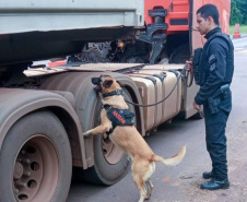 Vinte cães policiais reforçam operações da Polícia Penal do Paraná