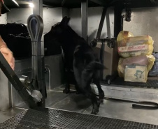 PMPR intercepta ônibus na PR-323 e encontra 42,5 kg de maconha