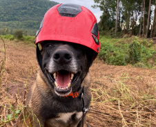 Paraná sedia pela 1ª vez Certificação Nacional de Cães de Busca e Resgate