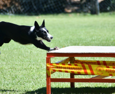 Paraná sedia pela 1ª vez Certificação Nacional de Cães de Busca e Resgate