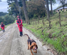 Paraná sedia pela 1ª vez Certificação Nacional de Cães de Busca e Resgate