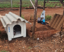 Casinhas feitas em penitenciária do Paraná vão ajudar a abrigar animais resgatados no RS