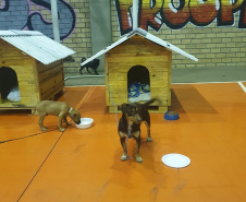Casinhas feitas em penitenciária do Paraná vão ajudar a abrigar animais resgatados no RS