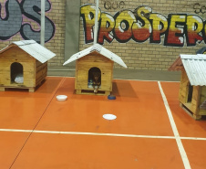 Casinhas feitas em penitenciária do Paraná vão ajudar a abrigar animais resgatados no RS