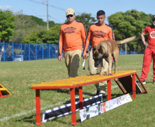 Com certificação nacional de duplas, Paraná amplia número de cães aptos para resgates