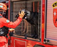 Paraná vai mandar novos bombeiros com cães de busca para o Rio Grande do Sul