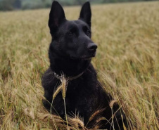 Paraná vai mandar novos bombeiros com cães de busca para o Rio Grande do Sul