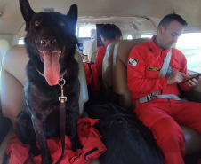 Paraná vai mandar novos bombeiros com cães de busca para o Rio Grande do Sul