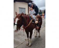 Terapia com cavalos da PMPR colabora na qualidade de vida de pessoas com deficiência