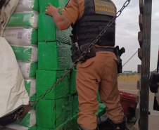 PMPR realiza apreensão de mais de uma tonelada e meia de maconha em Rolândia