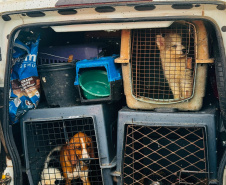 PMPR encontra 34 animais em situação de maus-tratos após abordagem em rodovia