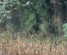 Sensor de helicóptero da PM encontra mulher desaparecida em Guaíra