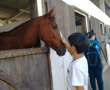 Terapia com cavalos da PMPR colabora na qualidade de vida de pessoas com deficiência