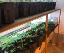 Polícia Militar desmantela estufa de maconha em Campina Grande do Sul