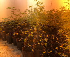 Polícia Militar desmantela estufa de maconha em Campina Grande do Sul
