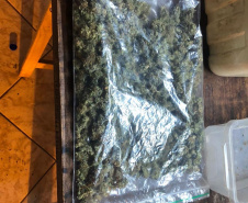 Polícia Militar desmantela estufa de maconha em Campina Grande do Sul